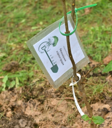 Юбилейная посадка деревьев