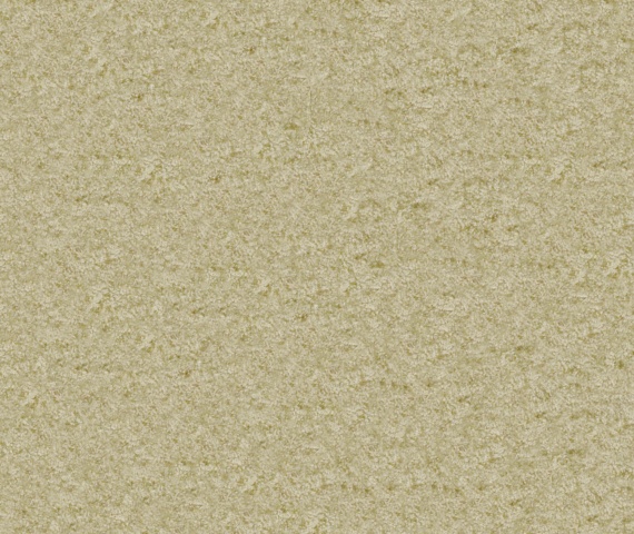 Brebis 04